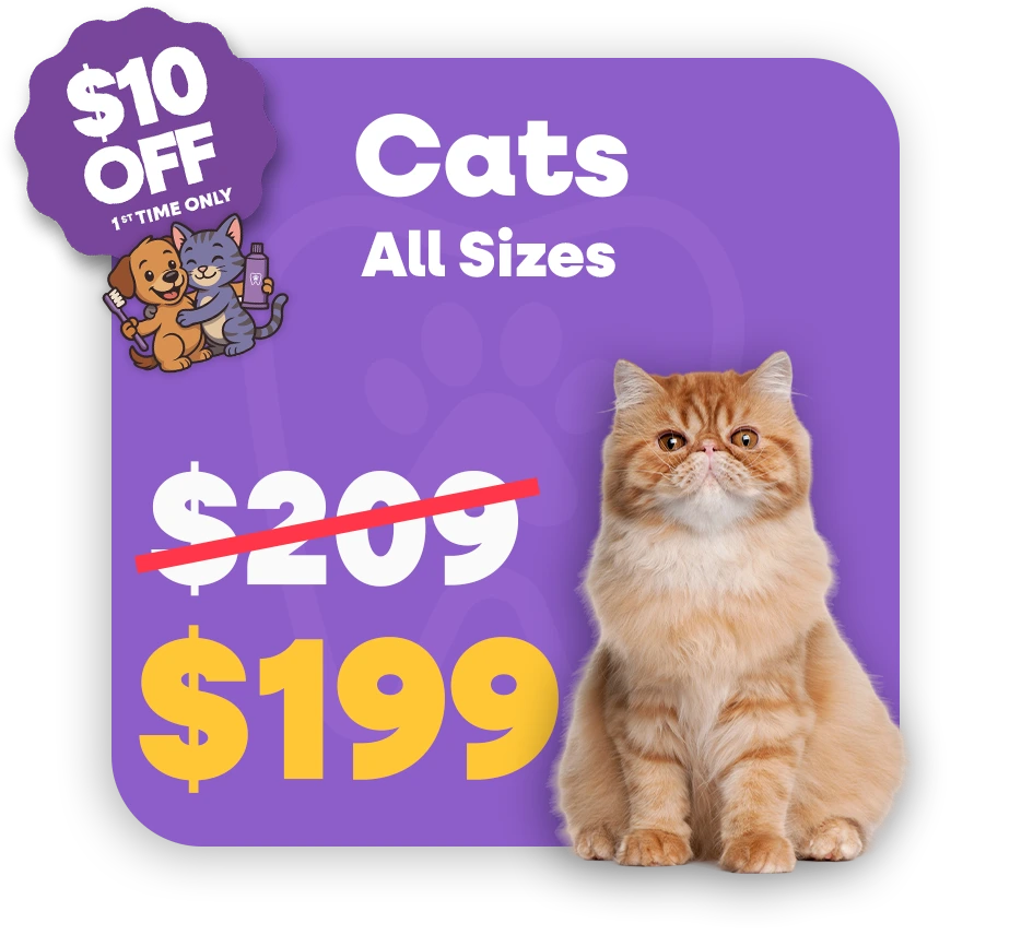 Cat (1)