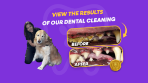 Anesthesia-Free Pet Dental Review: Real Client Stories from South Florida