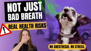 Why Non-Anesthetic Pet Dental Cleanings Are a Game Changer — And Not Just About Bad Breath