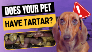 How Can I Tell If My Pet Has Tartar or Plaque?