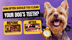 How Often Should My Dog Get a Dental Cleaning? Frequency & Best Practices