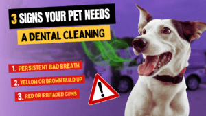 3 Signs Your Pet Needs a Dental Cleaning