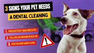 3 Signs Your Pet Needs a Dental Cleaning