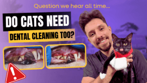 Do Cats Need Dental Cleanings Too? Here’s What Every Cat Owner Should Know