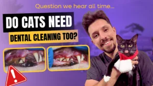 Do Cats Need Dental Cleanings Too? Here’s What Every Cat Owner Should Know