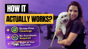How Our Pet Dental Cleaning Process Works: What to Expect From Start to Finish