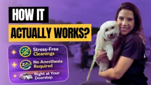 How Our Pet Dental Cleaning Process Works: What to Expect From Start to Finish