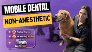 Meet Pet Love Smile: Gentle, Mobile Care for Healthier, Happier Pets