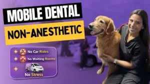 Meet Pet Love Smile: Gentle, Mobile Care for Healthier, Happier Pets